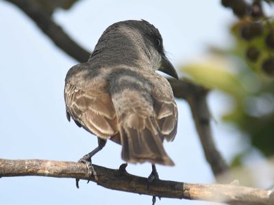 gray kingbird BRD5114.JPG