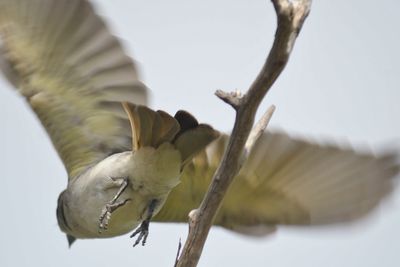 gray kingbird BRD5119.JPG