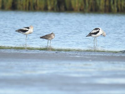 american avocet BRD5228.JPG