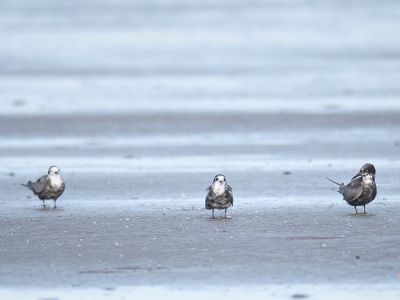 black tern BRD5211.JPG