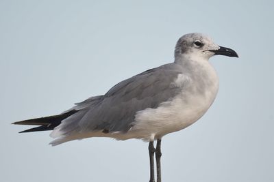 laughing gull BRD5120.JPG