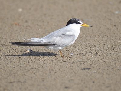 least tern BRD5155.JPG