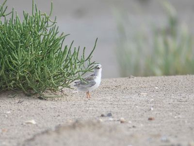 least tern BRD5246.JPG