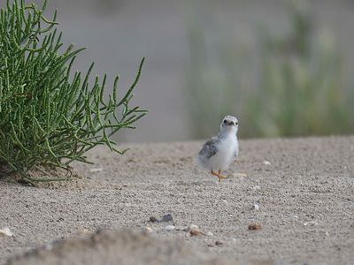 least tern BRD5247.JPG
