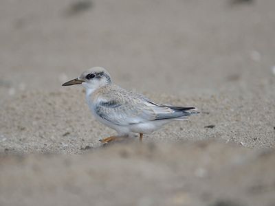 least tern BRD5251.JPG