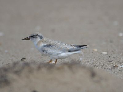 least tern BRD5253.JPG