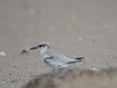 least tern BRD5254.JPG