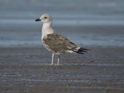 lesser black-backed gull BRD5161.JPG