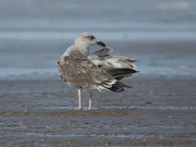 lesser black-backed gull BRD5162.JPG