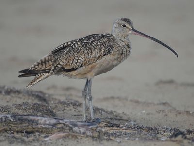 long-billed curlew BRD5122.JPG
