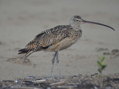 long-billed curlew BRD5126.JPG
