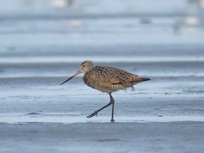 marbled godwit BRD5224.JPG