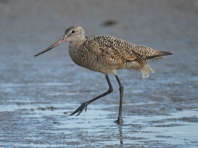 marbled godwit BRD5241.JPG