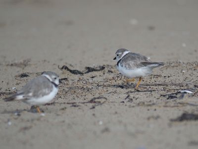 piping plover BRD5132.JPG