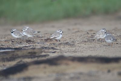 piping plover BRD5138.JPG