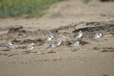 piping plover BRD5202.JPG