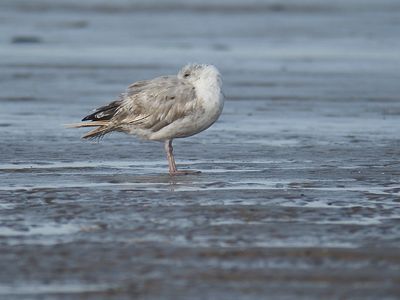 ring-billed gull BRD5164.JPG