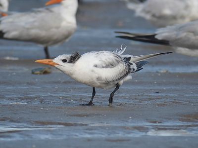 royal tern BRD5175.JPG