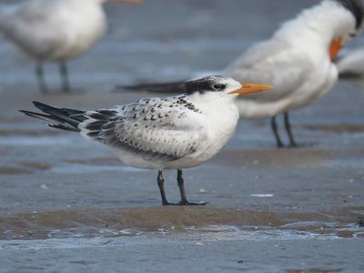 royal tern BRD5177.JPG