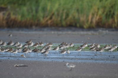 western sandpiper BRD5221.JPG