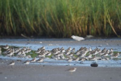 western sandpiper BRD5222.JPG