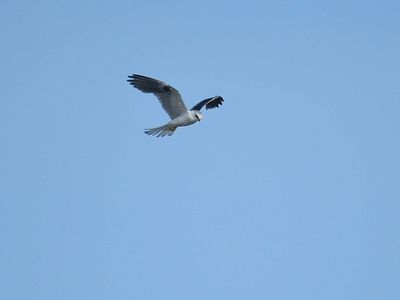 white-tailed kite BRD5232.JPG
