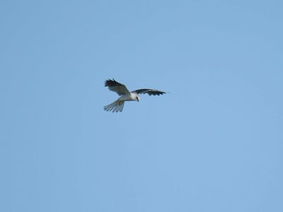 white-tailed kite BRD5238.JPG