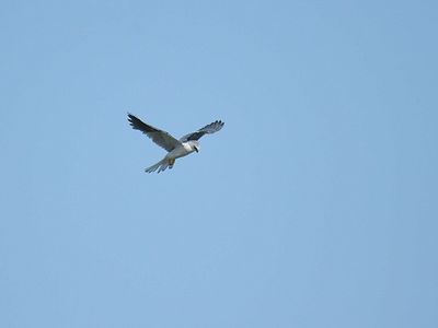white-tailed kite BRD5239.JPG