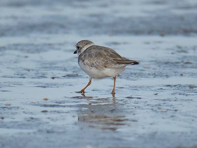 piping plover BRD5215.JPG