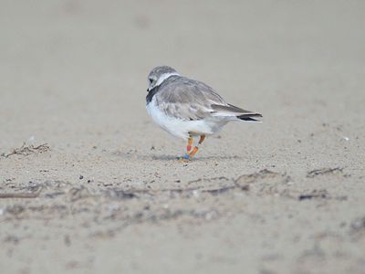piping plover band BRD5130.JPG