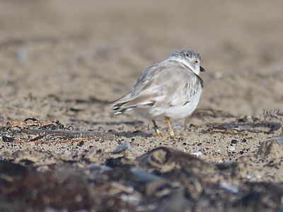 piping plover band BRD5144.JPG