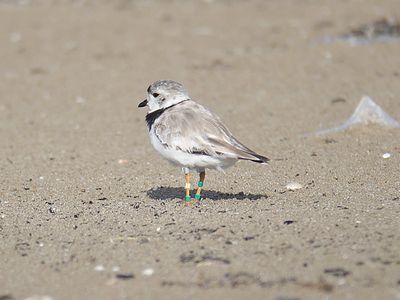 piping plover band BRD5152.JPG
