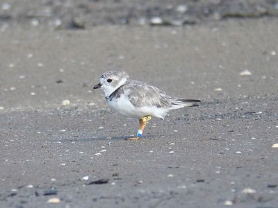 piping plover band BRD5180.JPG