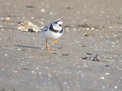 piping plover band BRD5193.JPG