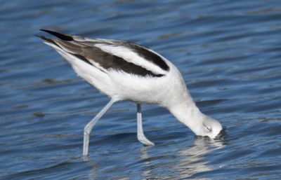 american avocet BRD9666.JPG