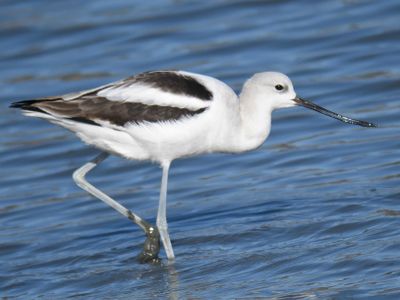 american avocet BRD9667.JPG