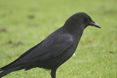 american crow BRD9710.JPG