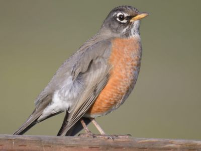 american robin BRD9519.JPG