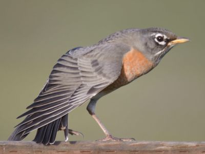 american robin BRD9524.JPG
