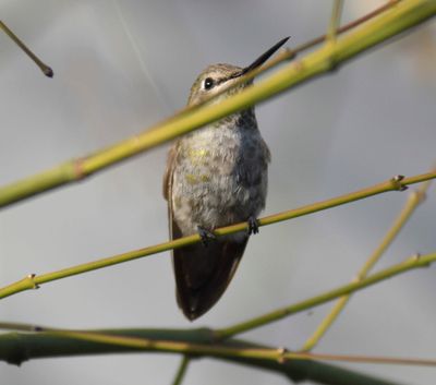 anna's hummingbird BRD0140.JPG