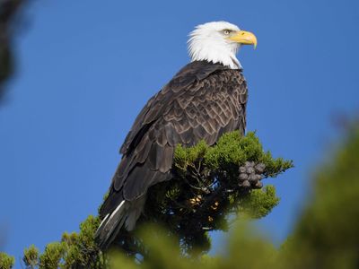 bald eagle BRD9955.JPG