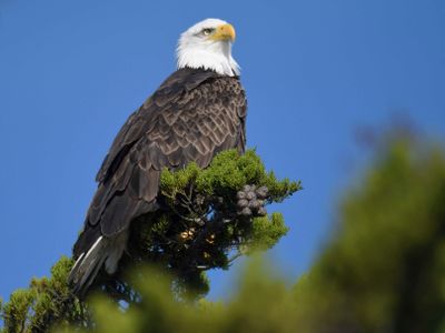 bald eagle BRD9958.JPG