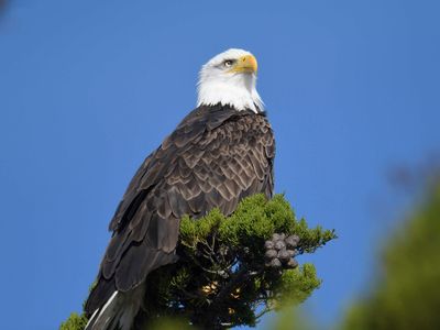 bald eagle BRD9961.JPG