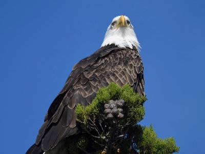 bald eagle BRD9967.JPG