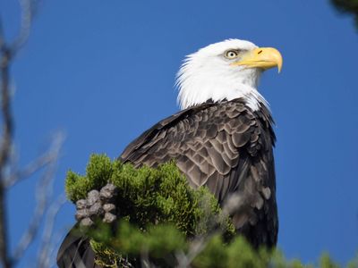 bald eagle BRD9971.JPG