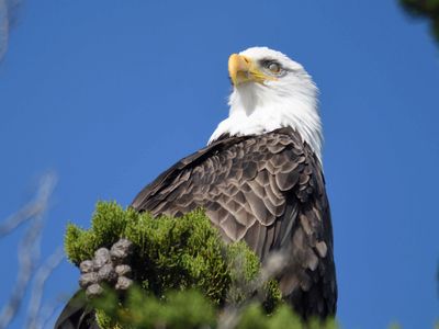 bald eagle BRD9974.JPG