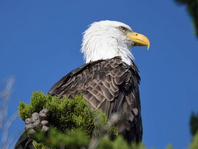 bald eagle BRD9975.JPG
