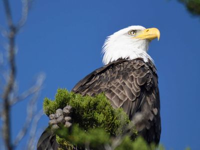 bald eagle BRD9976.JPG