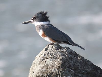 belted kingfisher BRD0160.JPG