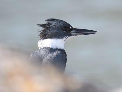 belted kingfisher BRD0166.JPG
